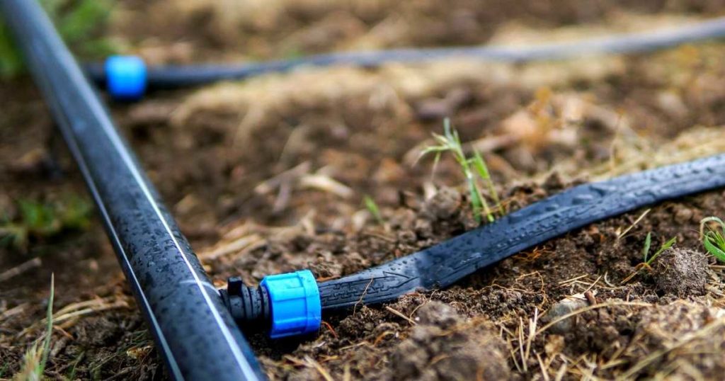 two lines of Drip tape irrigation system in a vegetable garden