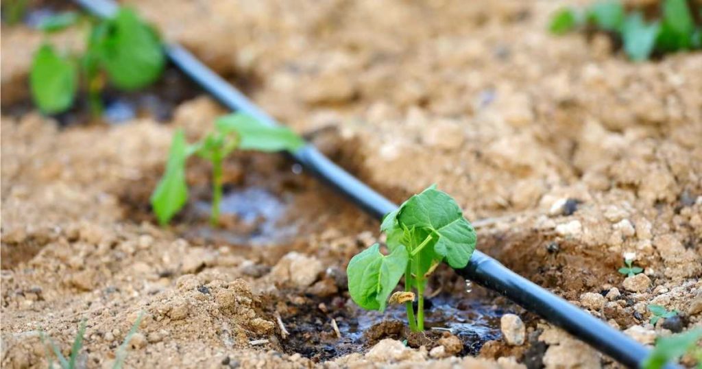 One line drip tube irrigation in a vegetable garden