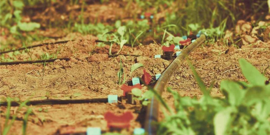 Drip irrigation system displayed in the garden with mainline and three secondary watering tubing