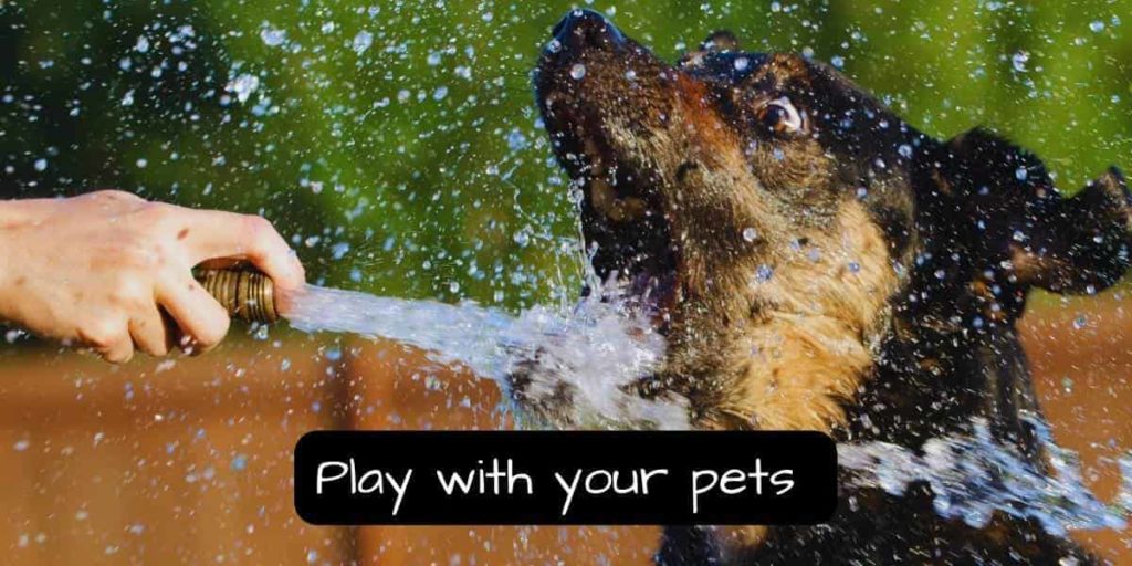 playing with a dog during summer with a garden hose running water