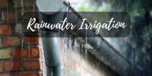 rainwater irrigation using rain barrels